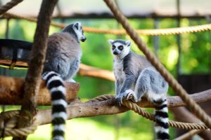 Scopri di più sull'articolo La biodiversità del Madagascar è gravemente minacciata: i suoi mammiferi, unici al mondo, rischiano di scomparire