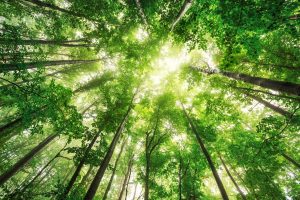 Scopri di più sull'articolo La nuova soluzione degli Usa contro il Climate Change? Piantare alberi geneticamente modificati per assorbire più Co2