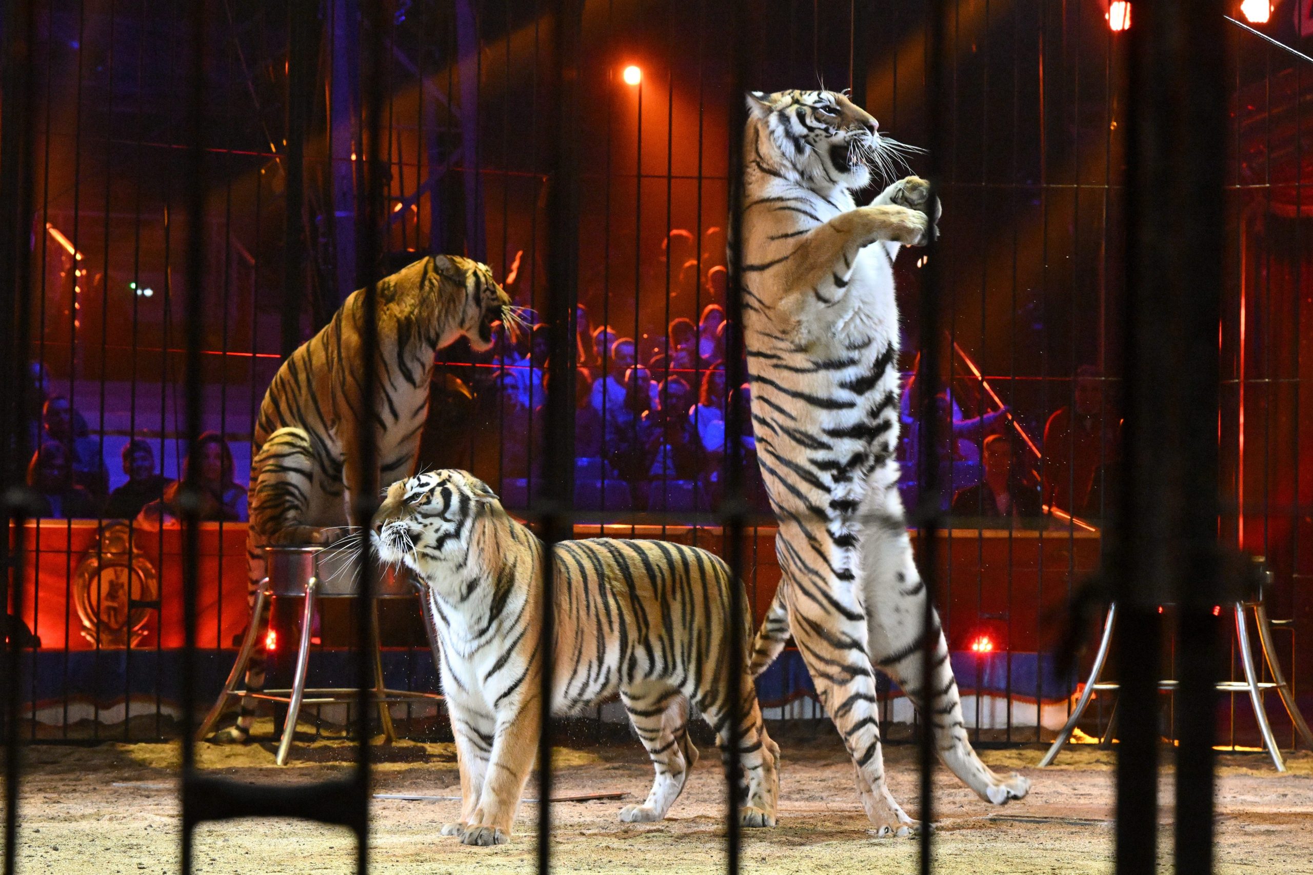 Scopri di più sull'articolo Il ministro Sangiuliano ha rinviato la legge sullo stop degli animali nei circhi