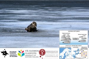 Scopri di più sull'articolo Il lago labirintico che ha salvato la foca in via di estinzione