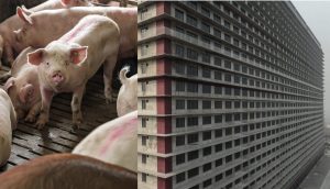 Scopri di più sull'articolo Cina inaugurato l’allevamento intensivo più grande al mondo, ventisei piani di morte per 1,2 milioni di maiali