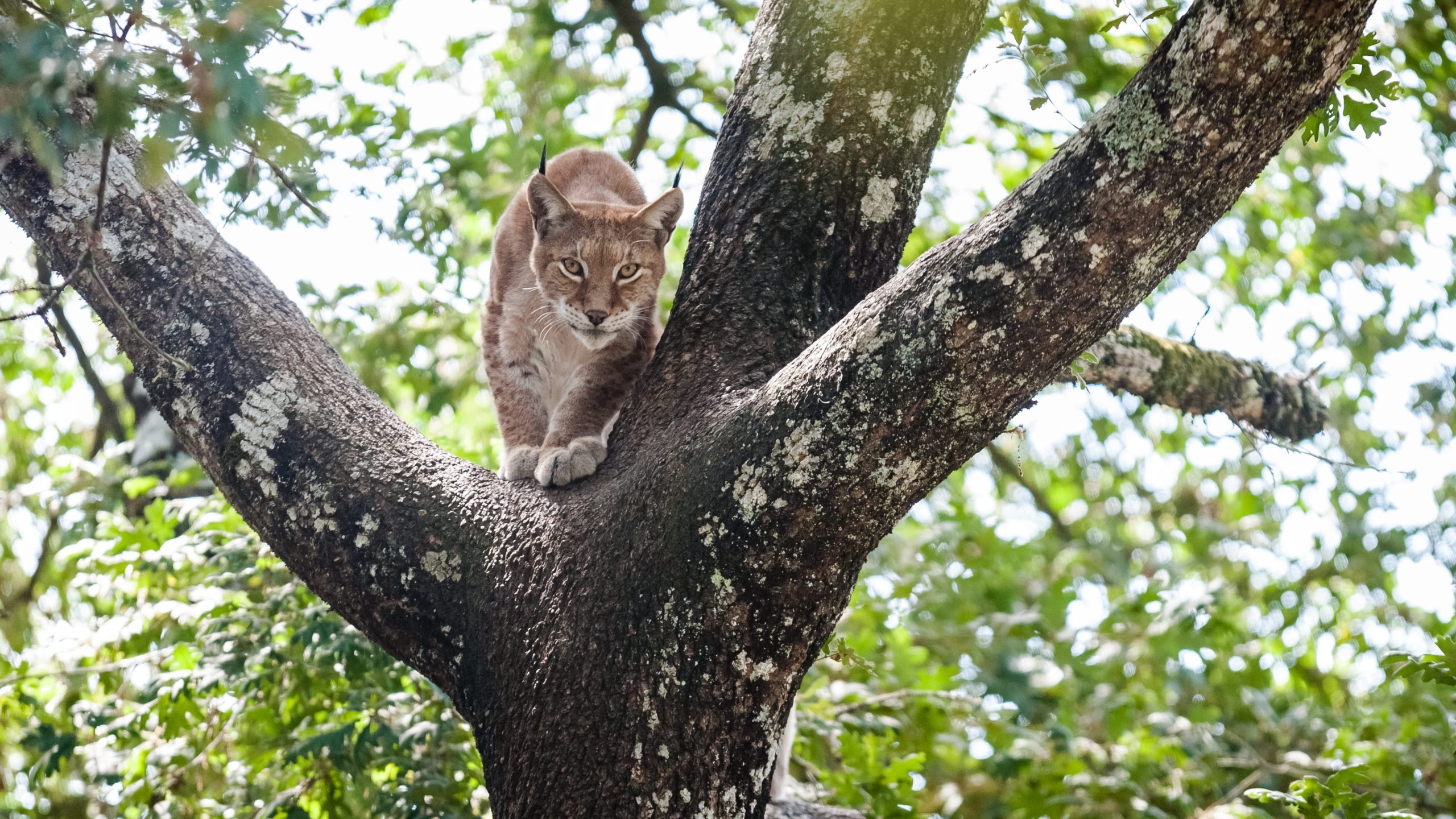 Scopri di più sull'articolo Dal lupo alla lince iberica: le specie animali che sono state salvate dalla scienza