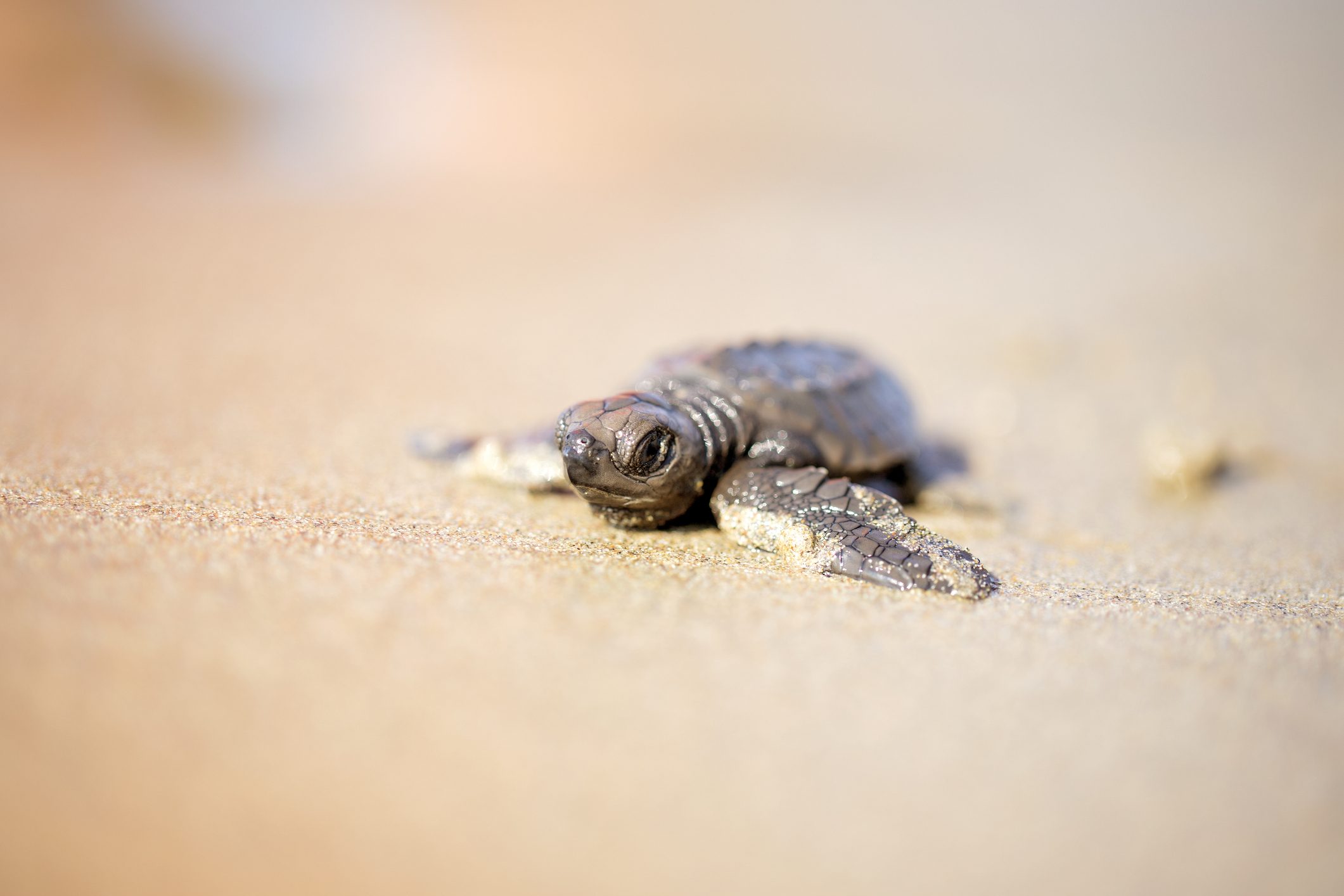 Scopri di più sull'articolo Le tartarughe marine potrebbero non riuscire ad adattarsi al riscaldamento degli oceani e delle spiagge