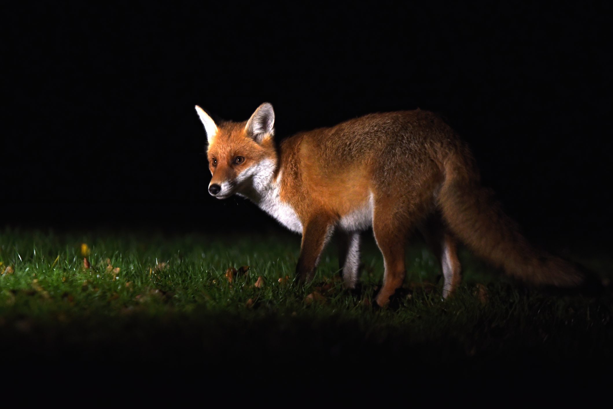 Scopri di più sull'articolo Gli escursionisti disturbano troppo gli animali delle montagne: loro quindi “scelgono” di vivere di notte