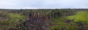 Scopri di più sull'articolo In Colombia il motore della deforestazione dell’Amazzonia sono gli allevamenti illegali (più della coltivazione di coca)