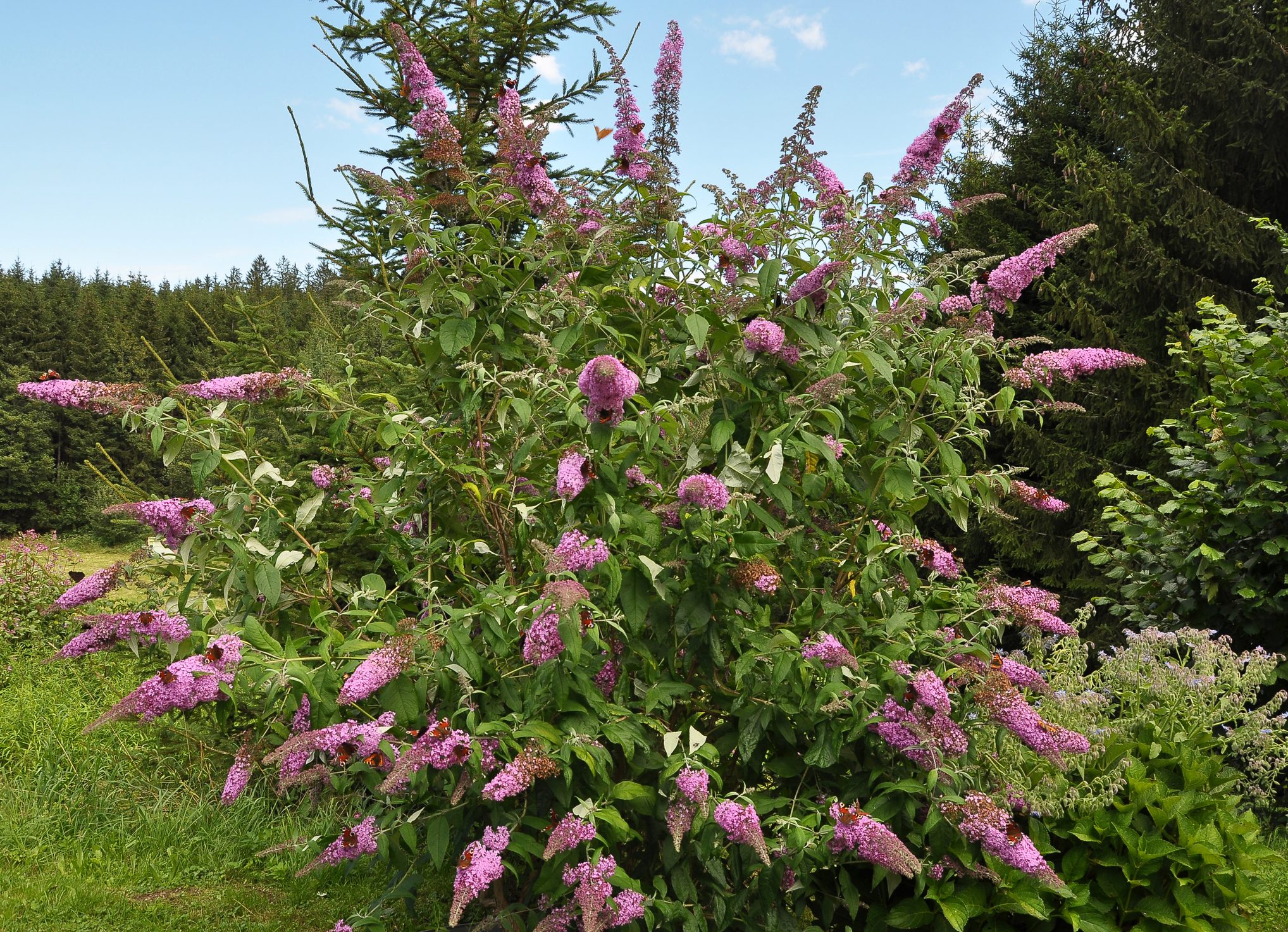 Scopri di più sull'articolo Si chiama “cespuglio delle farfalle” (o buddleia) e qui  ti spieghiamo come coltivarlo