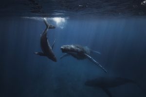 Scopri di più sull'articolo Il “deep sea mining” minaccia i cetacei: l’estrazione mineraria nei fondali marini crea troppo inquinamento acustico