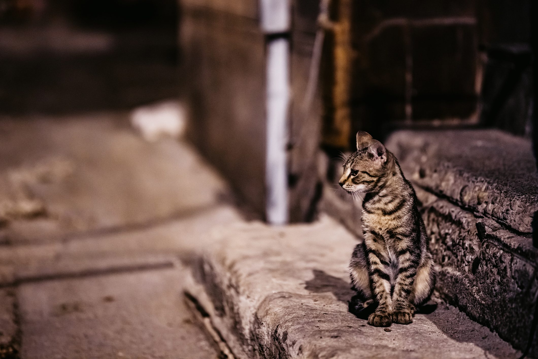 Scopri di più sull'articolo Il Comune di Usmate Velate invita gli automobilisti a rallentare in prossimità della colonia felina