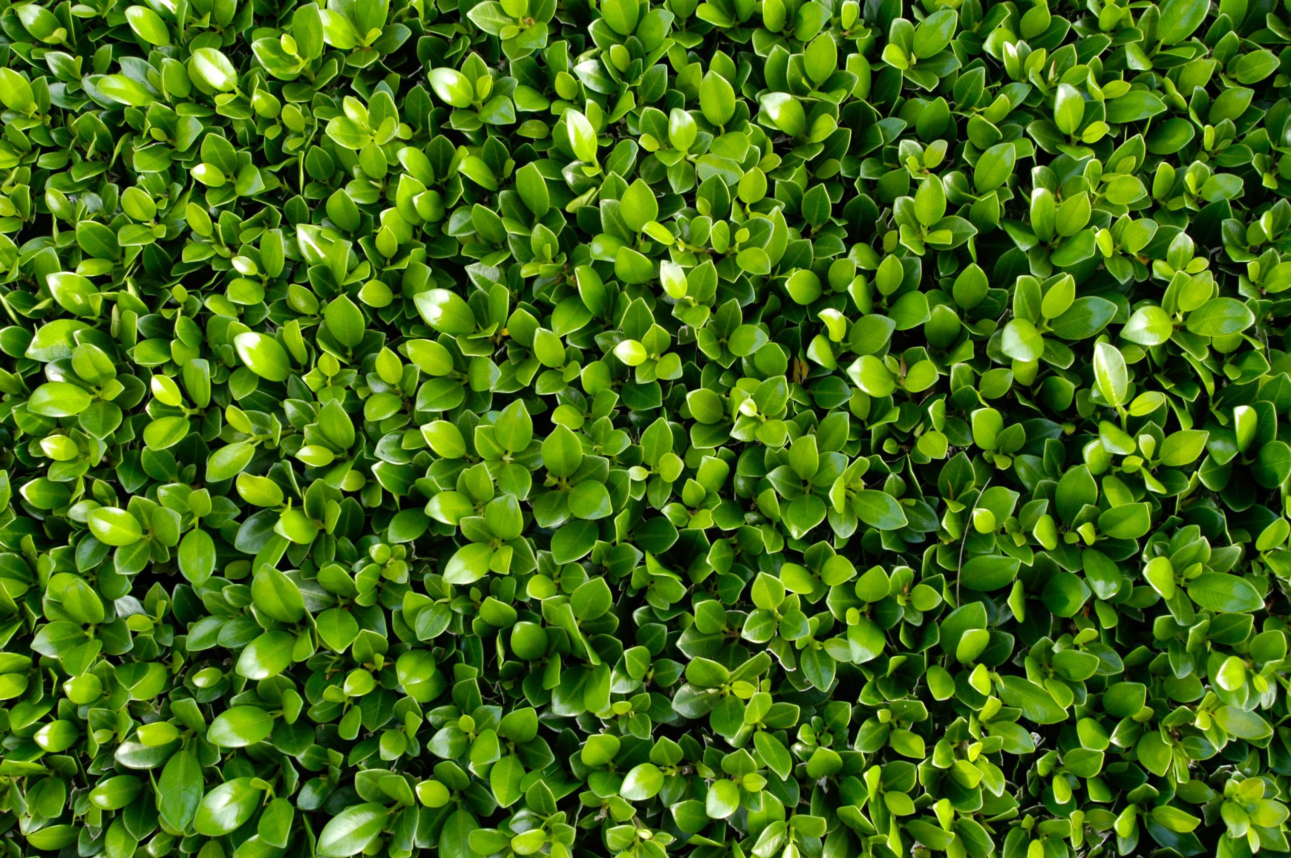 Scopri di più sull'articolo Un’attività divertente da fare con le foglie della siepe (insieme ai bambini!)