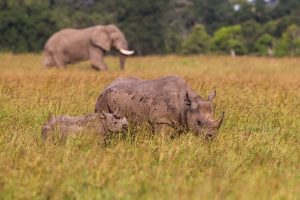 Scopri di più sull'articolo Il sorriso dell’Uganda: dopo anni di bracconaggio, la popolazione di elefanti e i rinoceronti comincia ad aumentare