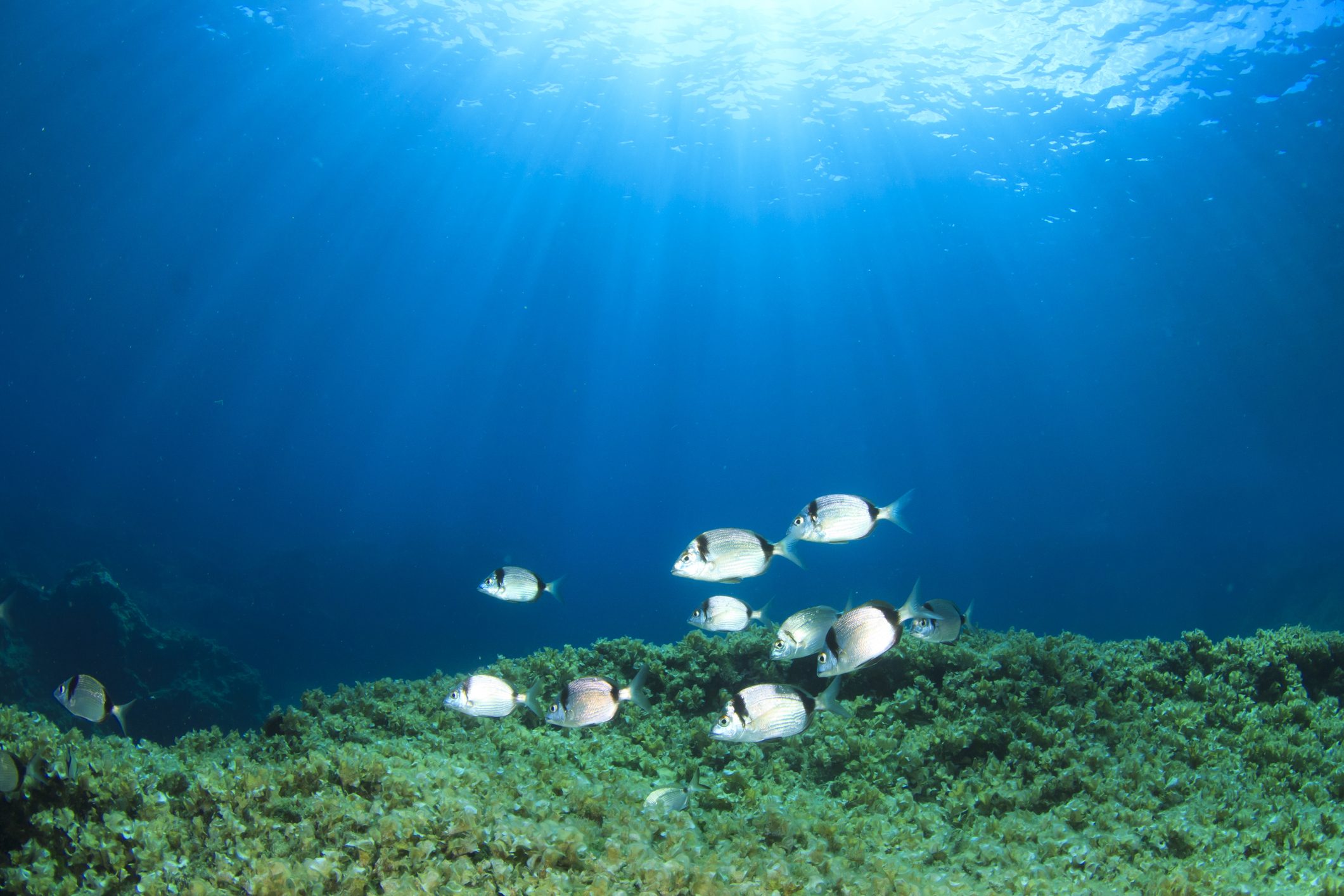 Scopri di più sull'articolo Arriva online ClimateFish: un database di 15 specie di pesci “sentinella” che raccontano l’avanzare del Climate Change