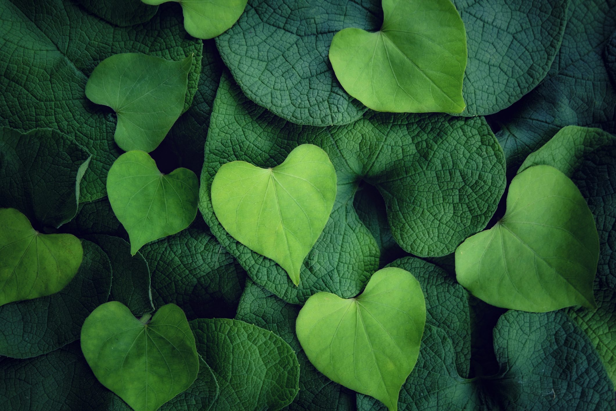Scopri di più sull'articolo Come festeggiare San Valentino in modo sostenibile: 8 consigli