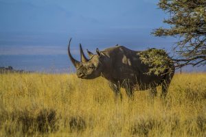 Scopri di più sull'articolo Il bracconaggio dei rinoceronti in Namibia è raddoppiato nel 2022, toccando un nuovo record