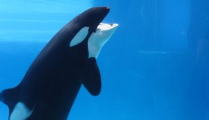 Scopri di più sull'articolo È morta Kiska, l’orca “più sola al mondo”, costretta a vivere in cattività da oltre 40 anni