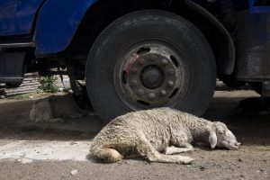 Scopri di più sull'articolo Destinati al macello, ma molti agnelli muoiono prima per le condizioni in cui viaggiano: la denuncia di Essere Animali