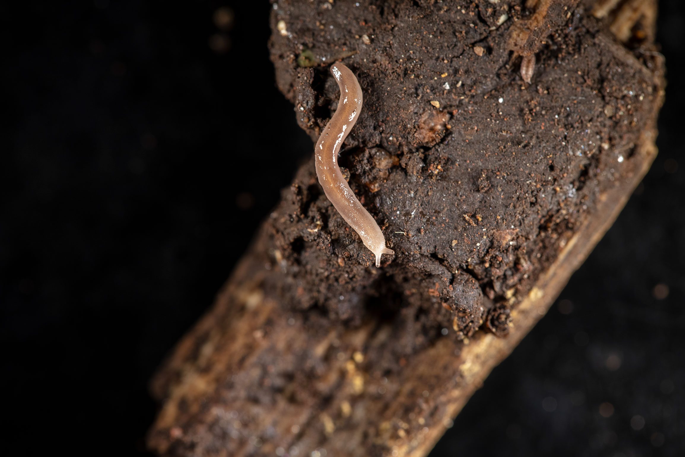 Scopri di più sull'articolo Barkeriella museensis è una nuova specie di lumaca australo-asiatica scoperta a… Trento!