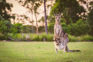 Scopri di più sull'articolo Il governo australiano approva la caccia ai canguri per fini commerciali: esiste il rischio che si estinguano?