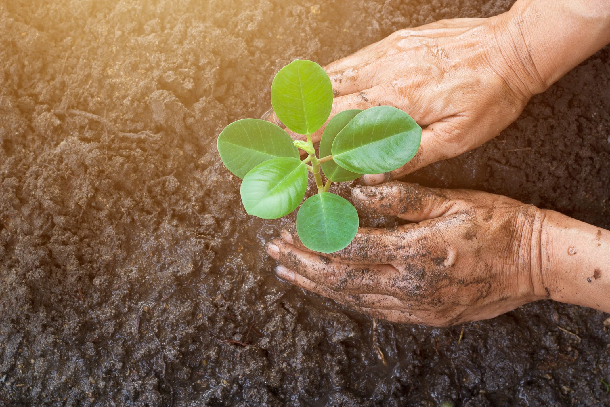 Scopri di più sull'articolo Il piano dell’Iraq contro gli eventi estremi e il Climate Change: ripopolare il Paese con oltre 5 milioni di alberi
