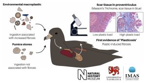 Scopri di più sull'articolo La plasticosi sta colpendo gli uccelli marini