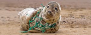 Scopri di più sull'articolo Plastica negli oceani, cos’è l’ocean bound plastic