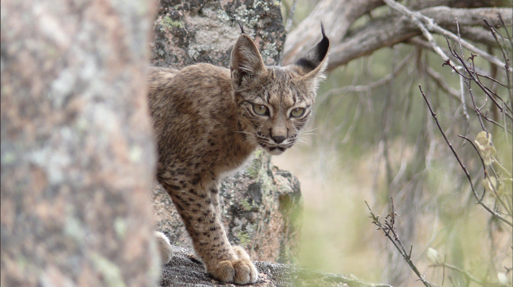 Scopri di più sull'articolo Torna il mammifero più raro d’Italia sulle Alpi: la ‘Lince Euroasiatica’