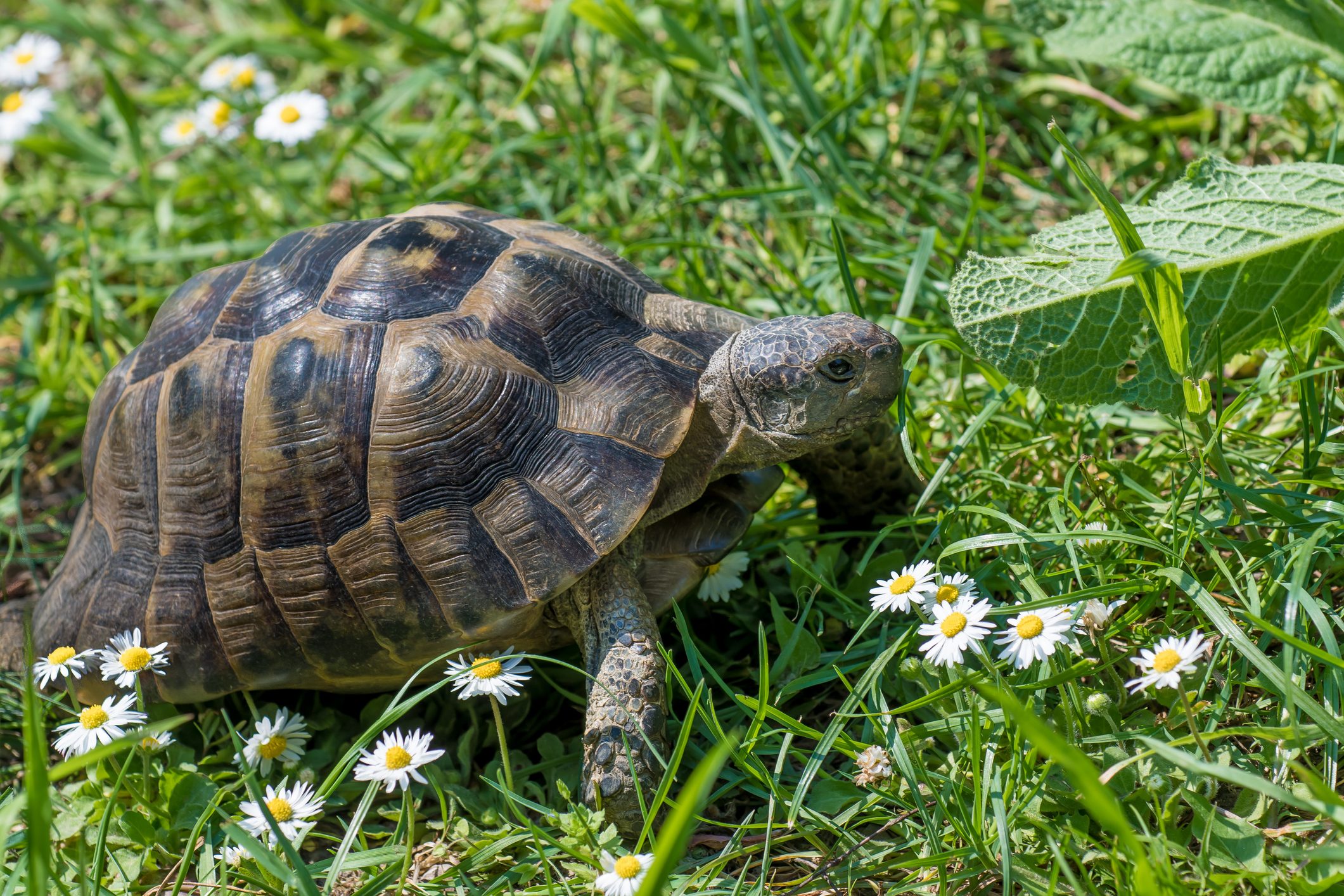 Scopri di più sull'articolo A Roma, i bambini nel parco prendono a calci le tartarughe come fossero palloni: la denuncia degli animalisti