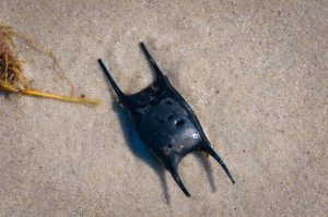 Scopri di più sull'articolo I borsellini delle sirene sulle spiagge di Pesaro sono una buona notizia per il Mar Adriatico