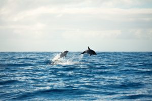 Scopri di più sull'articolo Ecatombe di delfini sulle spiagge del sud-ovest della Francia a causa delle tecniche di pesca