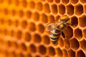 Scopri di più sull'articolo Un alveare robotico può aiutare a salvare le api dal freddo: quando la tecnologia protegge la natura