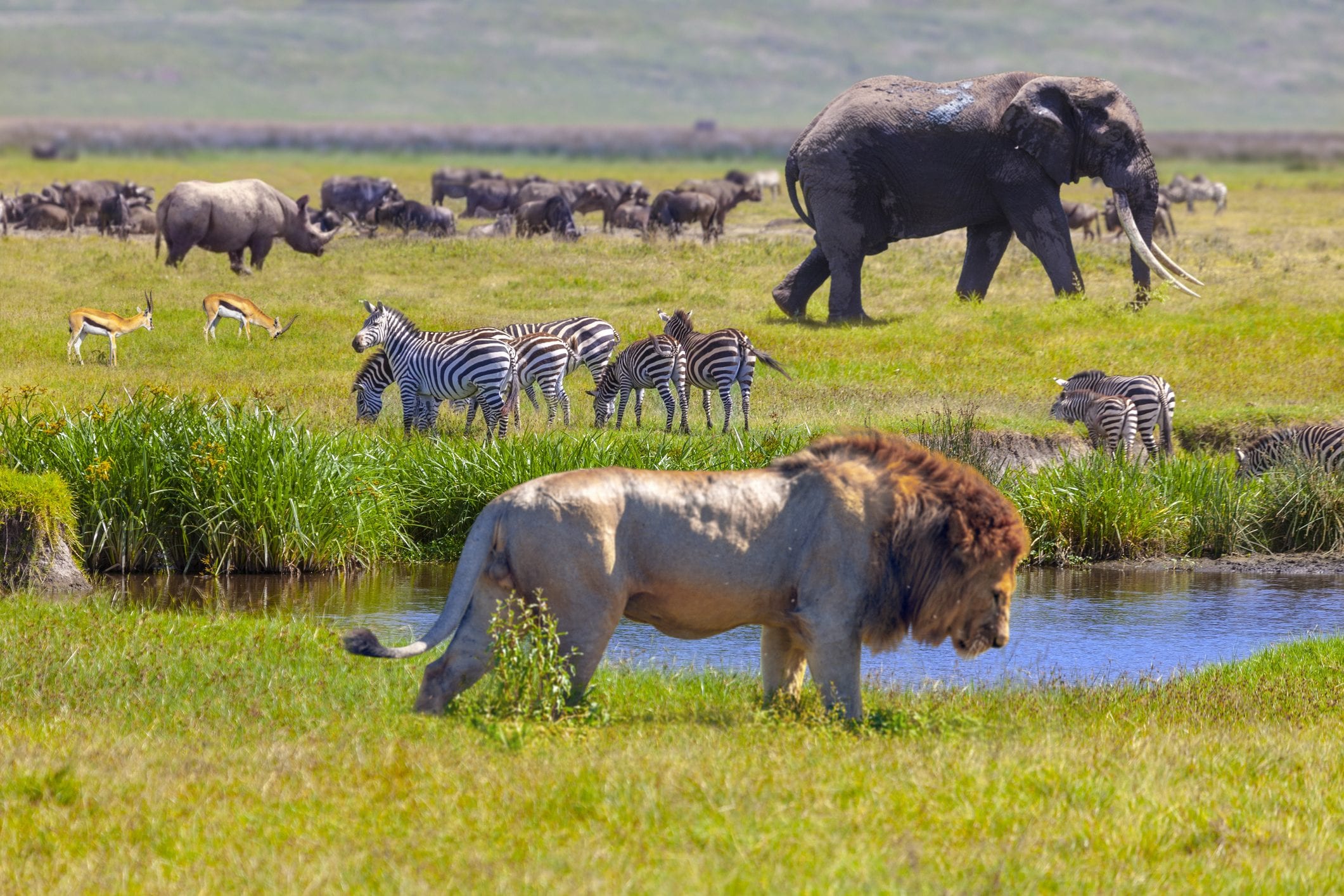 Scopri di più sull'articolo La fauna continua a diminuire: tutti i mammiferi terrestri selvatici del mondo pesano meno del 10% dell’umanità