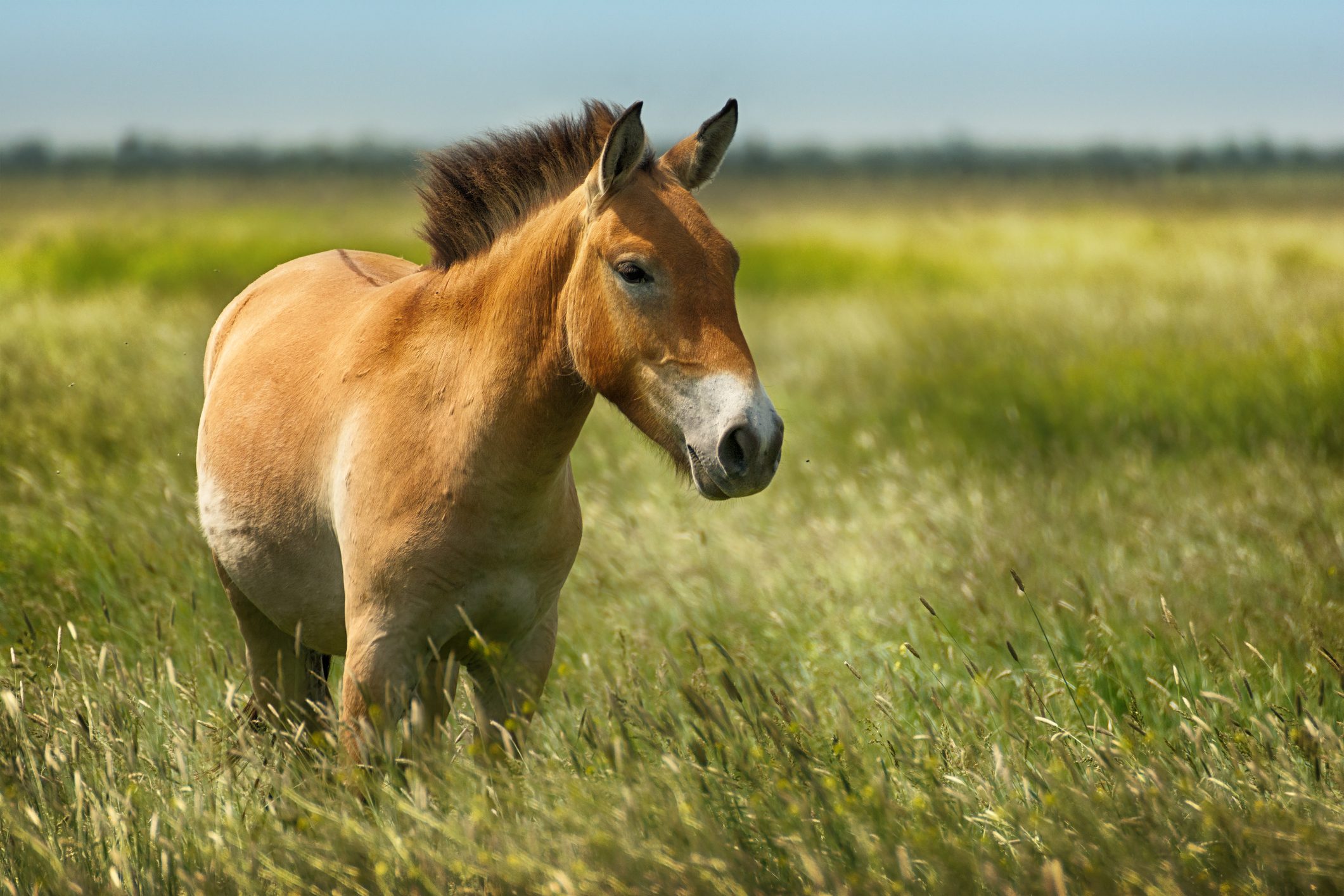 Scopri di più sull'articolo Cavallo muore durante le riprese de “Gli Anelli del Potere”: è ora di smetterla con gli animali sul set?