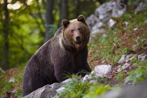 Scopri di più sull'articolo La Provincia autonoma di Trento vuole abbattere MJ5: ma è davvero un orso pericoloso?