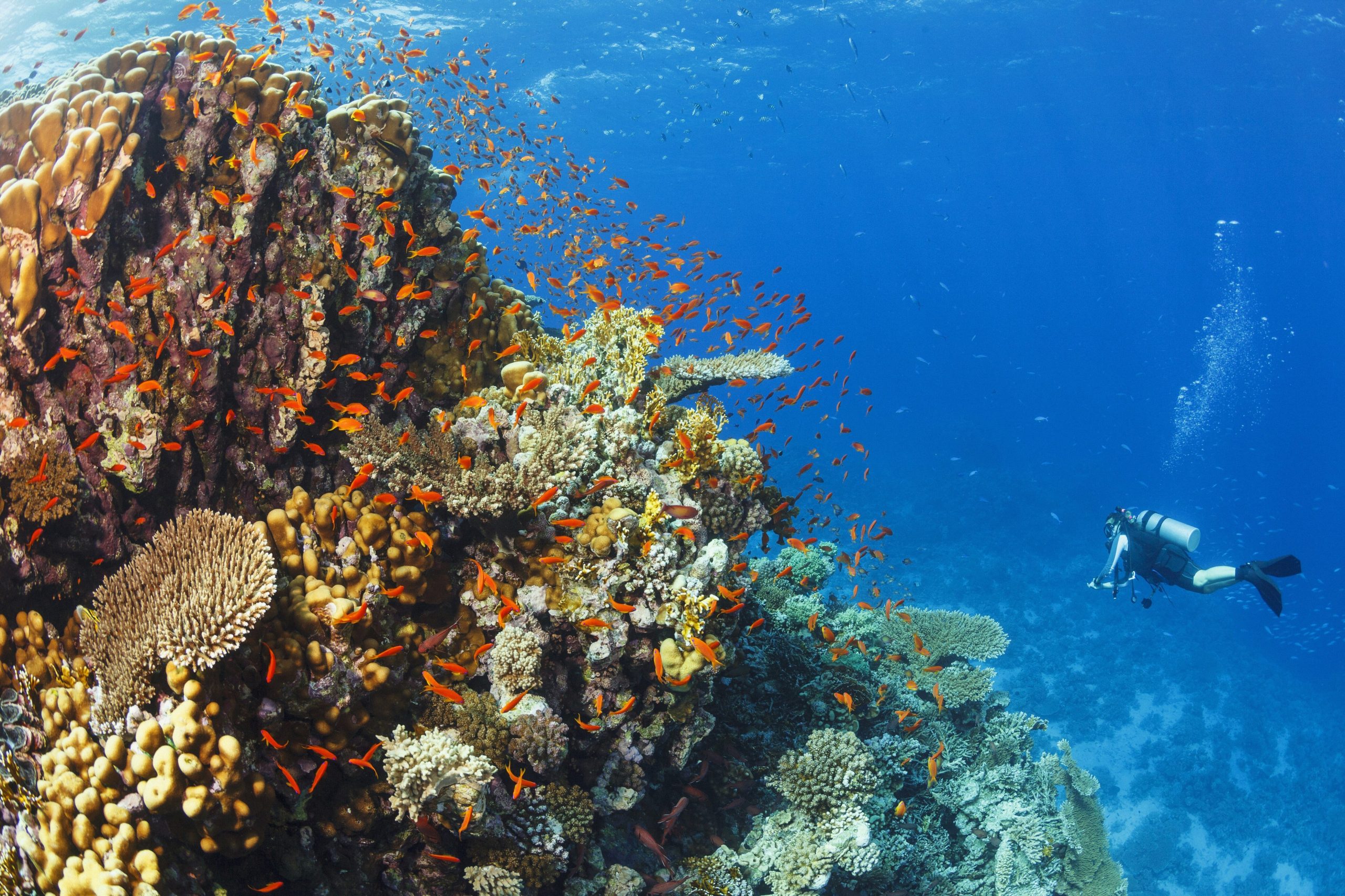 Scopri di più sull'articolo L’accordo storico dell’Onu che salverà gli Oceani entro il 2030