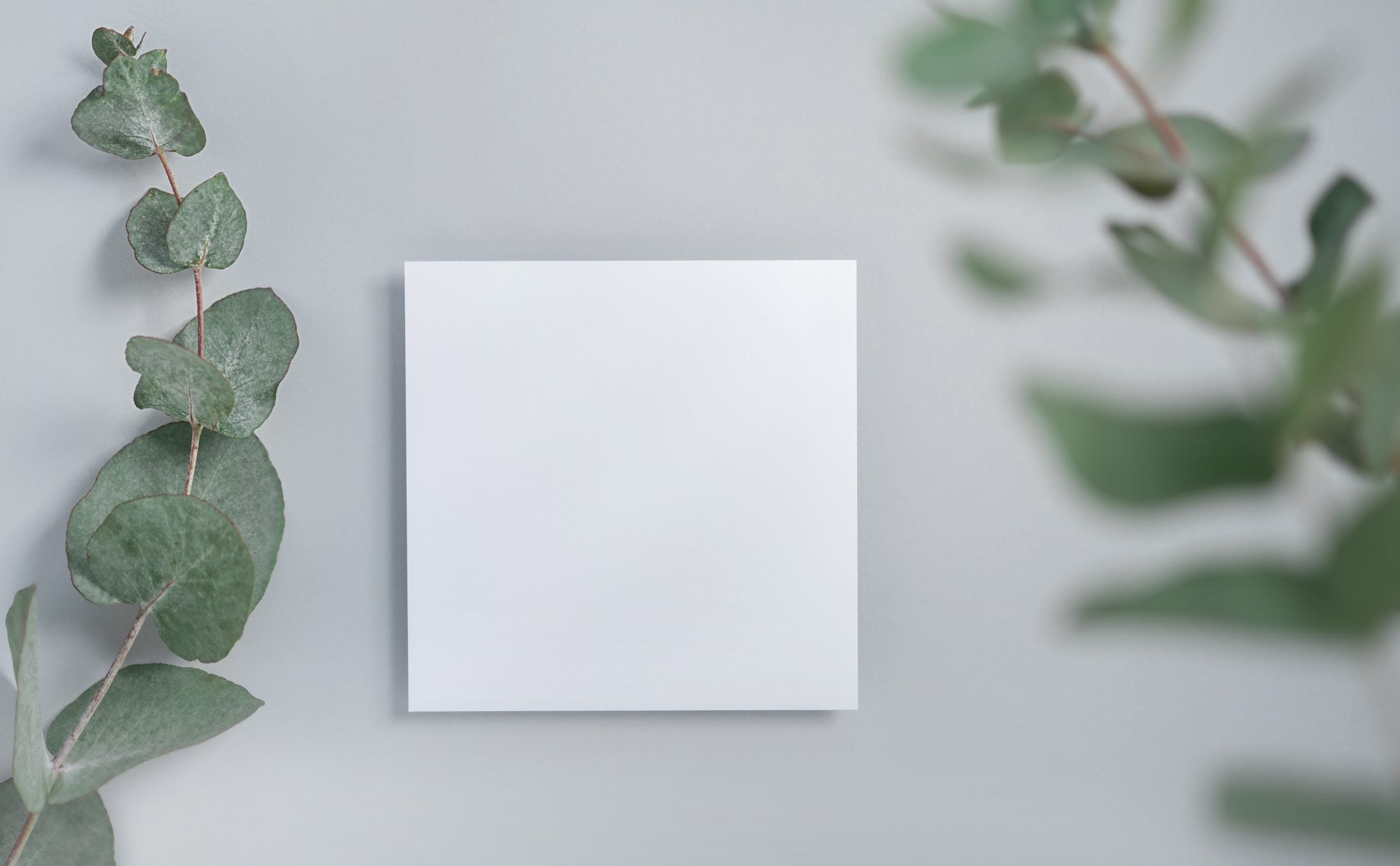Scopri di più sull'articolo Un quadro tridimensionale con un rametto di eucalipto: realizzalo in pochissimi passaggi