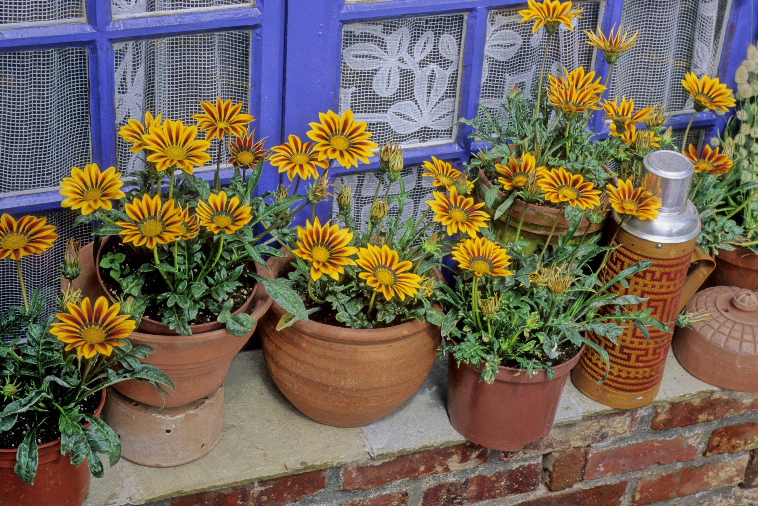 Scopri di più sull'articolo Cura così la tua gazania per avere fiori bellissimi e rigogliosi