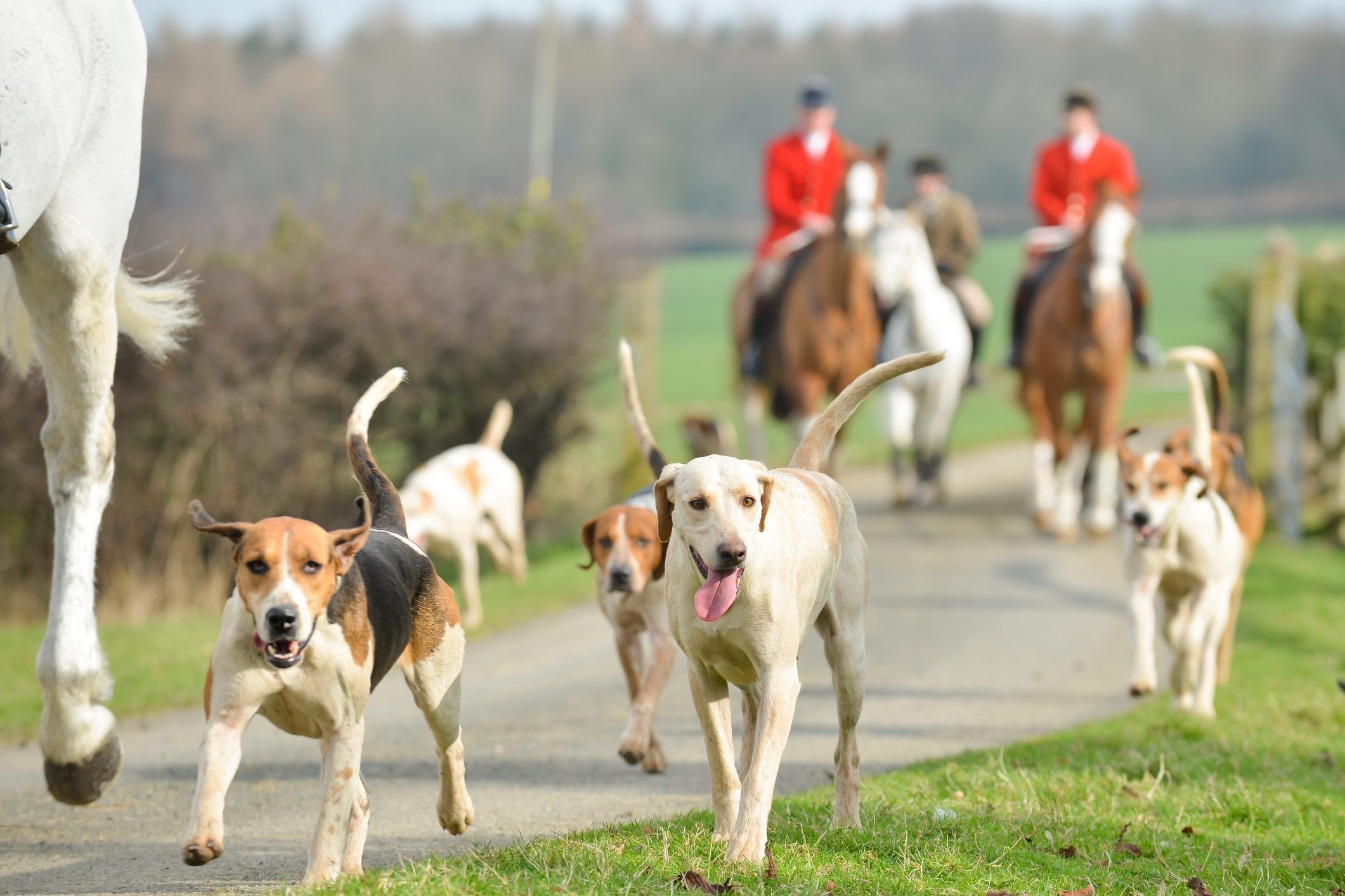 Scopri di più sull'articolo Abolita in Scozia la caccia alla volpe con i cani, una tradizione che esisteva da 252 anni