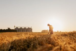 Scopri di più sull'articolo Un grano più produttivo e resistente: così agricoltori e genetisti etiopi sfidano il cambiamento climatico