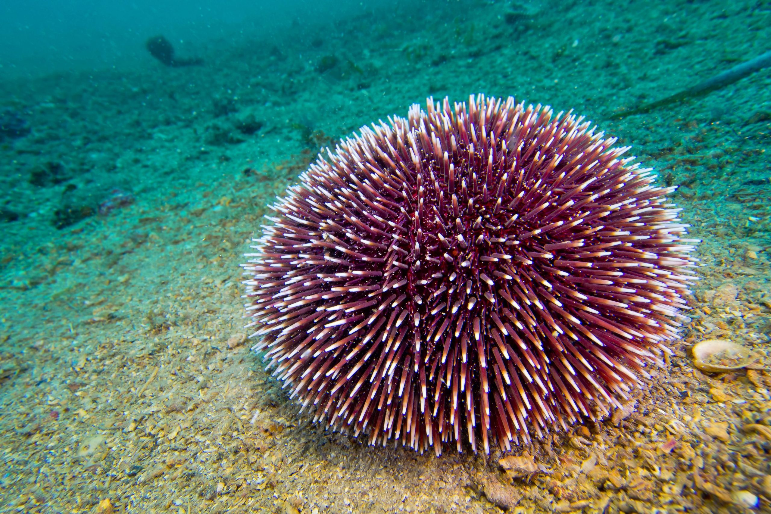 Scopri di più sull'articolo Arriva una legge regionale che tutela i ricci di mare, stop di 3 anni alla pesca in Puglia