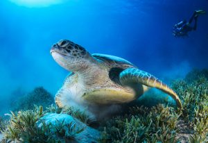 Scopri di più sull'articolo Rocce coperte di plastica sull’isola di Trindade: un problema per l’ambiente e per le tartarughe verdi