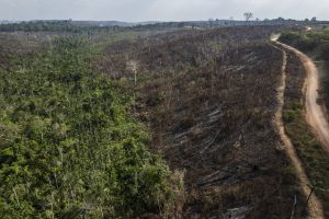 Scopri di più sull'articolo Crediti di carbonio gonfiati falsano la compensazione delle emissioni di CO2 e la deforestazione continua