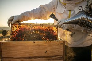 Scopri di più sull'articolo La produzione di miele è calata del 23 per cento: l’allarme lanciato da Coldiretti