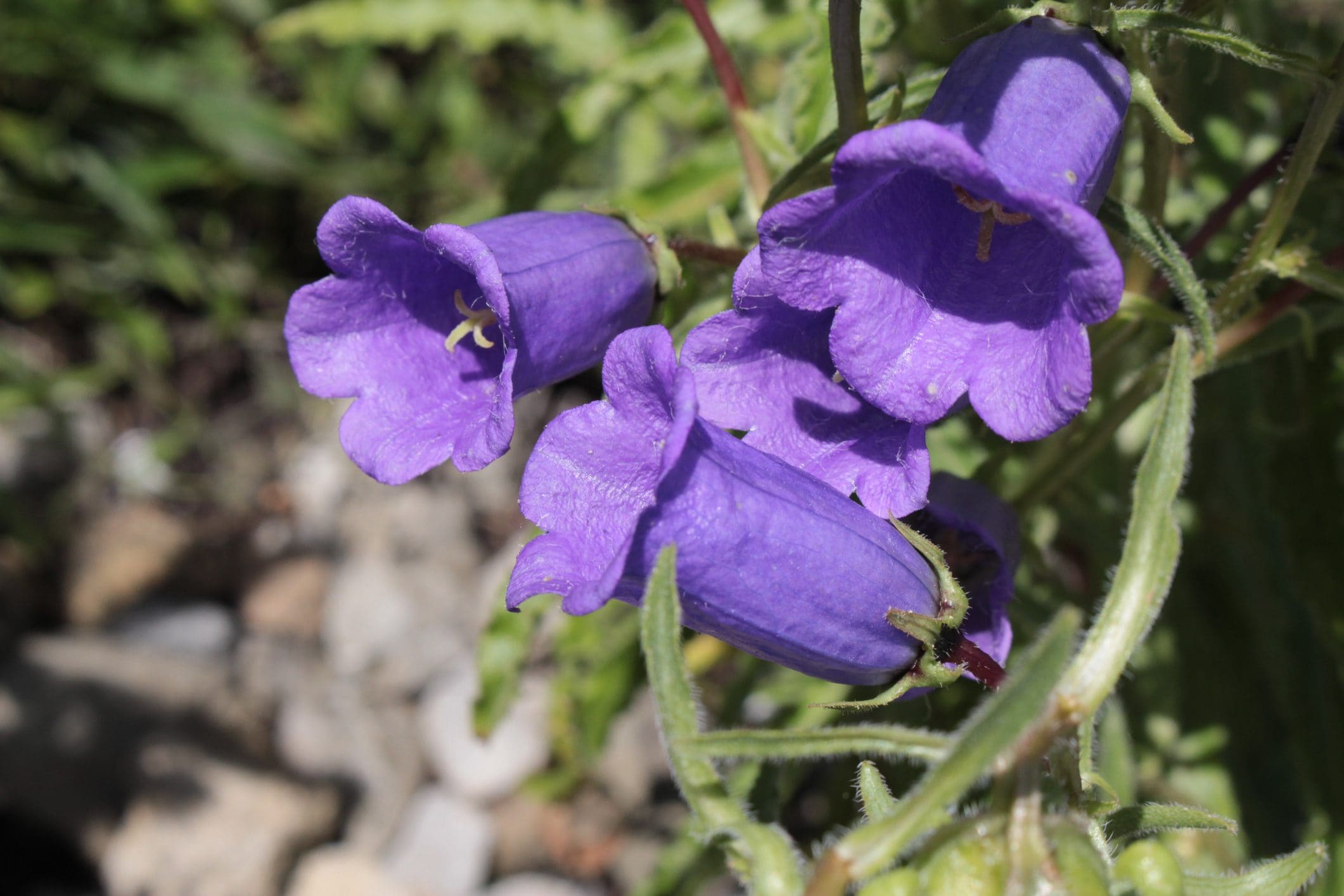 Scopri di più sull'articolo Come si coltivano le campanelle, fiore graziosissimo per il tuo giardino