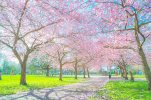 Scopri di più sull'articolo Lo spettacolo amaro dei ciliegi in fiore in Giappone: la crisi climatica lo fa arrivare in anticipo