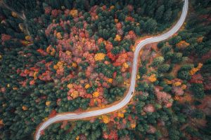 Scopri di più sull'articolo CREA: “Dire che le foreste salveranno dal cambiamento climatico è una bufala. Sono solo una panacea”