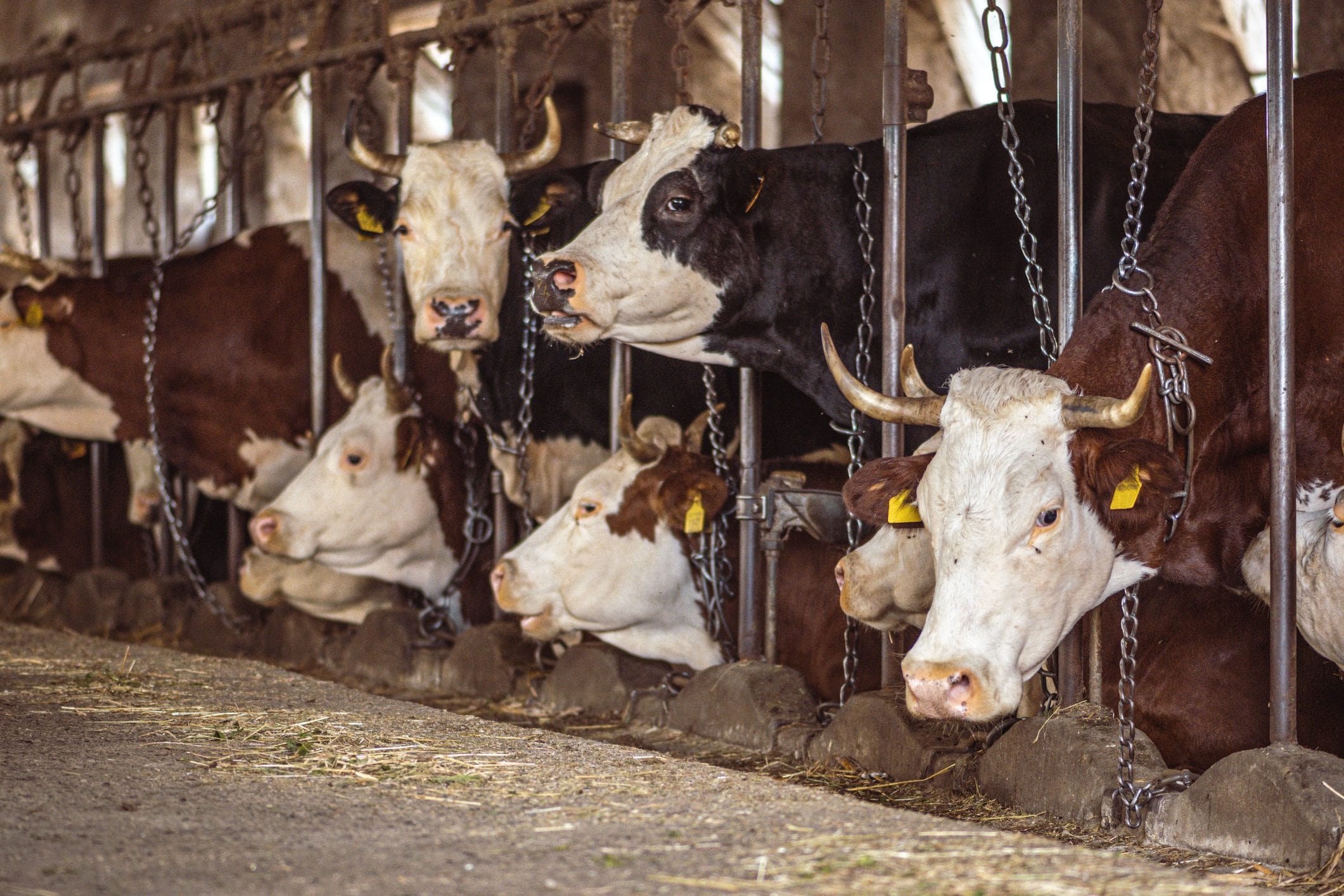 Scopri di più sull'articolo L’industria alimentare farà saltare l’obiettivo di tenere il riscaldamento globale sotto la soglia di 1,5 gradi