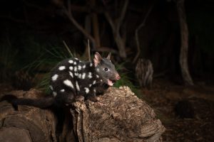 Scopri di più sull'articolo In Australia 29 specie animali non sono più a rischio estinzione