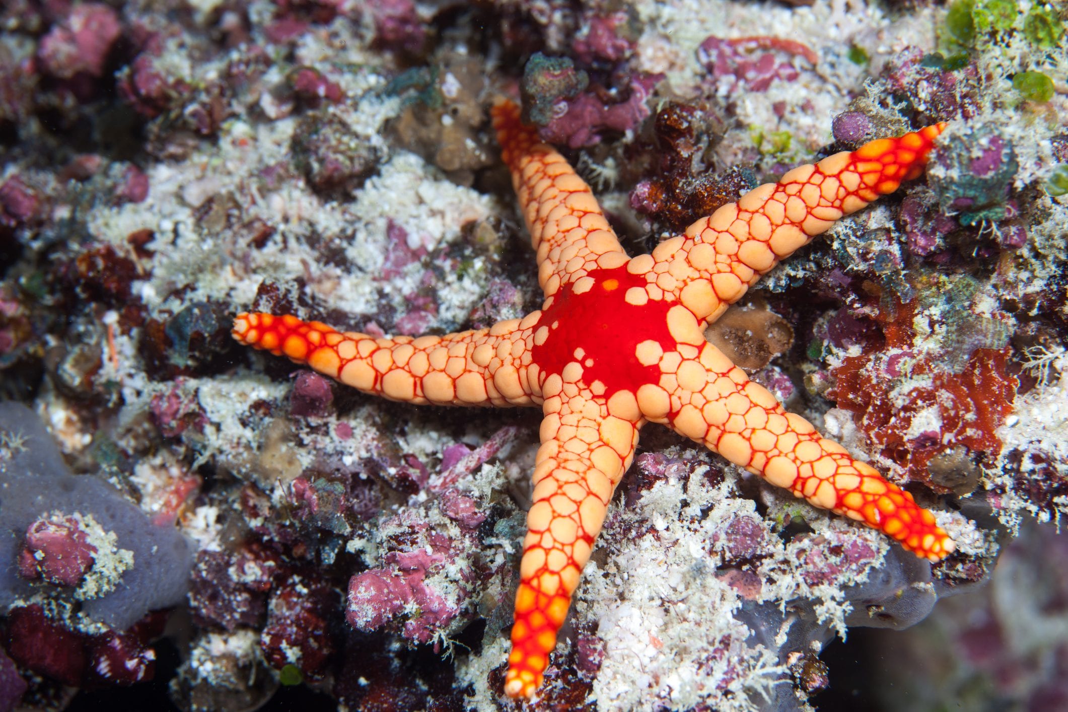 Scopri di più sull'articolo Le stelle marine a rischio di estinzione a causa di un’epidemia diffusa lungo le coste del Pacifico