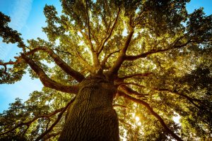 Scopri di più sull'articolo L’albero europeo dell’anno 2023 è Oak Fabrykant, una quercia di 180 anni che si trova in Polonia