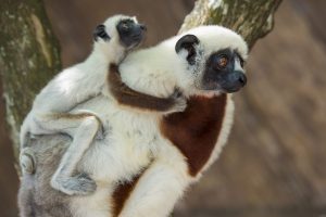 Scopri di più sull'articolo I lemuri ballerini sono a rischio estinzione, ma una nuova nascita fa ben sperare