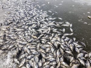 Scopri di più sull'articolo Milioni di pesci morti in un fiume australiano: la causa è il cambiamento climatico